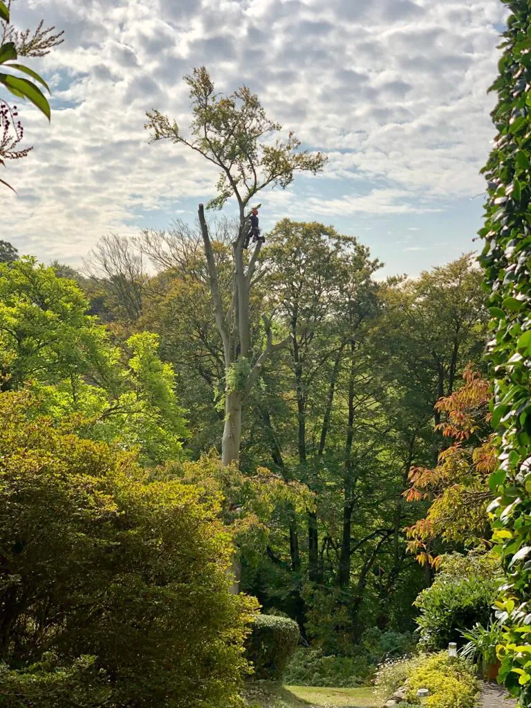 A man on a tree in the middle of a forest.